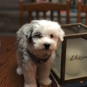 Gideon