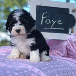 Faye