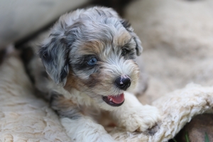 Micro Mini Sheepadoodle Breed Photo