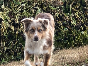 miniature aussiedoodle adult