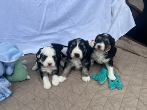 Shelby/Rubbles-2