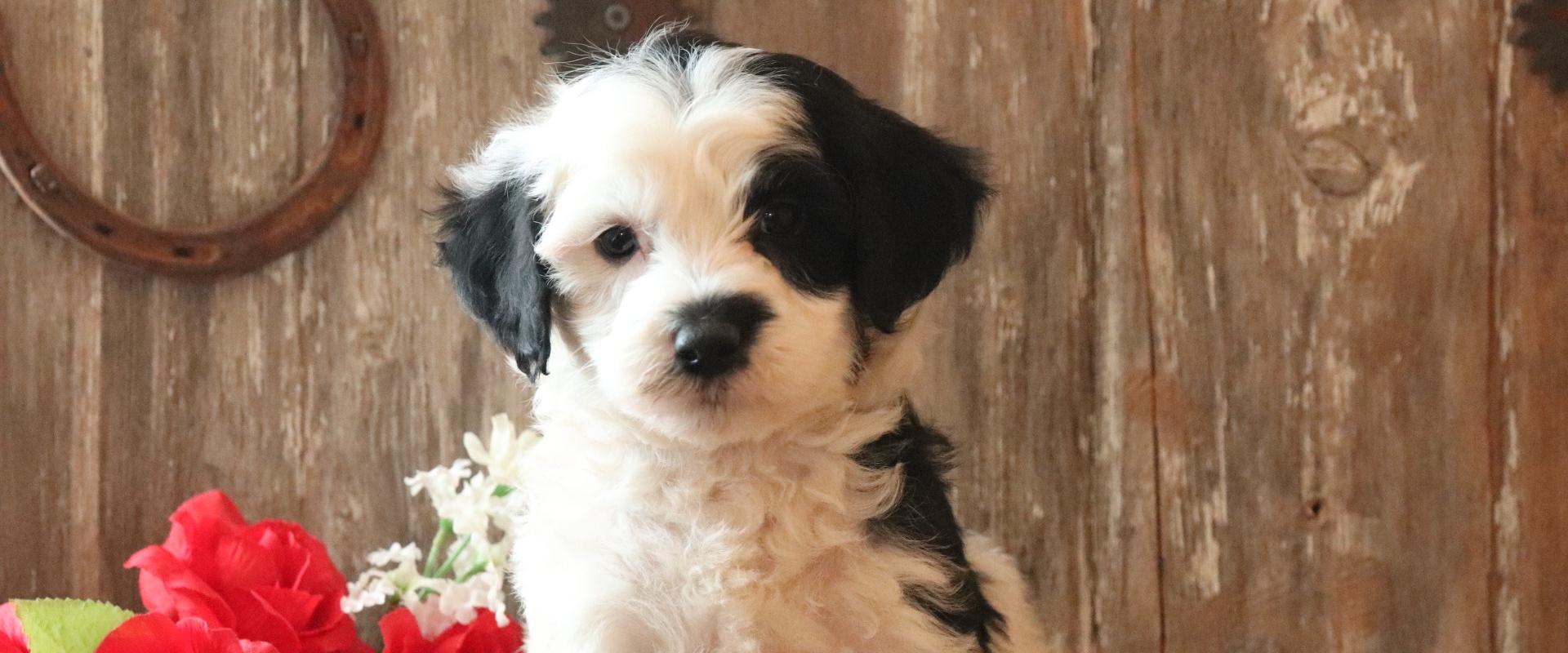 top sheepadoodle breeders