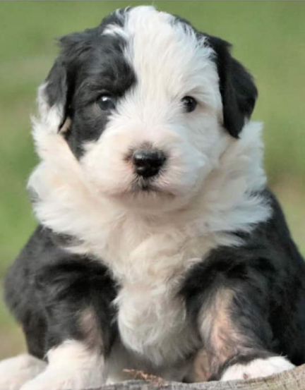 mini sheepadoodle adult